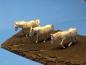 Preview: Three mules, slow moving