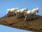 Preview: Three mules, slow moving